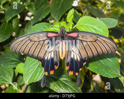 Papillon du machaon, Papilio asiatique Iowi, au repos avec ailes ouvertes au RHS Gardens, Wisley, Surrey, UK Banque D'Images