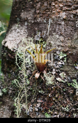 Bromeliads. Les épiphytes. De plus en plus parmi les mousses et appuyé par arbre hôte. Costa Rica. Banque D'Images