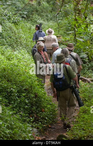 , Savegre San Gerardo de Dota. Costa Rica. Les éco-touristes conduire par guide naturaliste à travers la forêt secondaire re-croissance. Banque D'Images