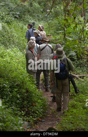 , Savegre San Gerardo de Dota. Costa Rica. Les éco-touristes conduire par guide naturaliste à travers la forêt secondaire re-croissance. Banque D'Images