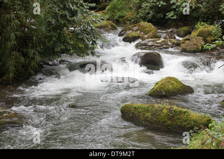 La rivière Savegre. Las de la cataracte. San Gerado de doto. Costa Rica. Banque D'Images