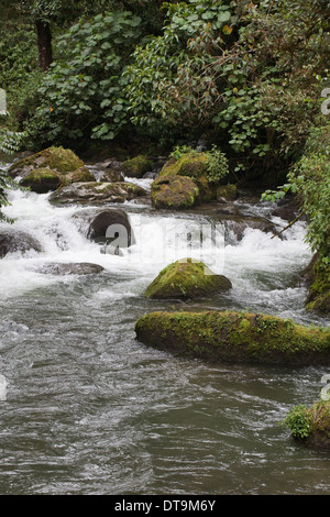 La rivière Savegre. Las de la cataracte. San Gerado de doto. Costa Rica. Banque D'Images