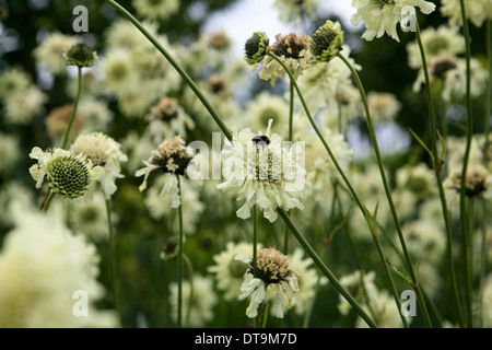 Cephalaria gigantea / giant scabious / yellow scabious Banque D'Images