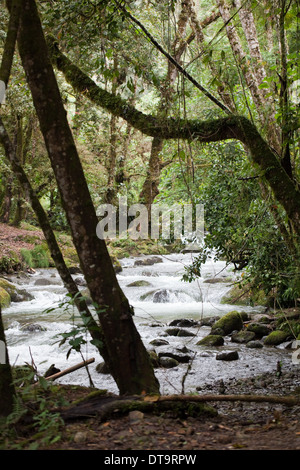 La rivière Savegre. Las de la cataracte. San Gerado de doto. Costa Rica. Banque D'Images