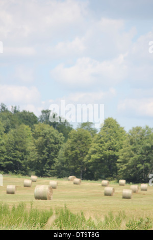, Fraîchement roulées, les balles rondes de foin dans un petit champ Banque D'Images