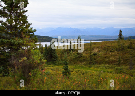 Prise dans le parc national Denali, en Alaska. Banque D'Images