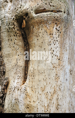 De texture arbre séché Banque D'Images