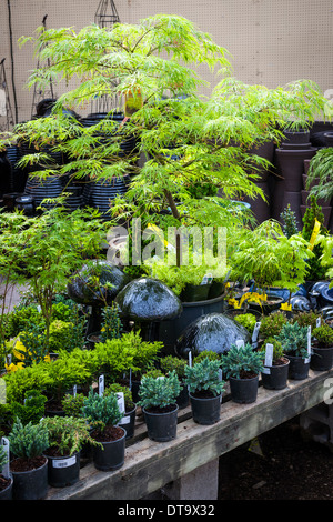 Un assortiment de plantes en pot pour la vente en pépinière le jardin Banque D'Images