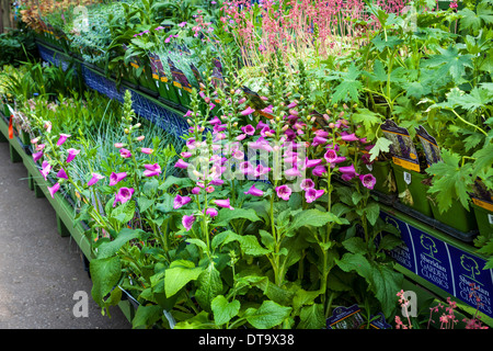 Étagères de différentes plantes de printemps en vente en pépinière le jardin Banque D'Images