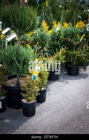 Un assortiment d'arbres et d'arbustes pour la vente en pépinière le jardin Banque D'Images