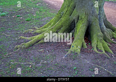 Les racines des arbres , des parcs de l'Université d'Oxford, au Royaume-Uni. Banque D'Images