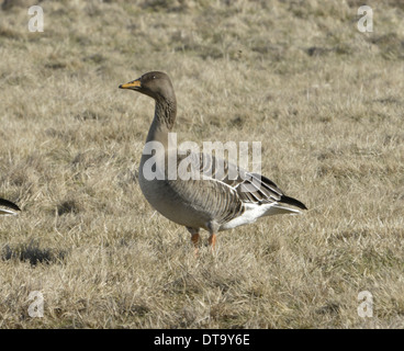 Bean Goose Anser fabalis - Tundra - race - ssp fabalis. Banque D'Images