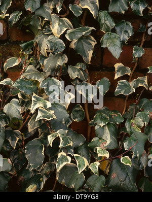 Hedera Canariensis var algeriensis Gloire de Marengo lierre grimpant sur un vieux mur de briques. Banque D'Images