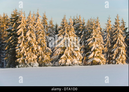 L'épinette de Norvège (Picea abies) recouvert de neige dans la lumière du soir, Thuringe, forêt de Thuringe, Allemagne Banque D'Images