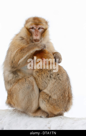 Macaque de Barbarie (Macaca sylvanus), avec les jeunes femmes dans la neige, originaire d'Algérie, le Maroc et Gibraltar, captive, Allemagne Banque D'Images