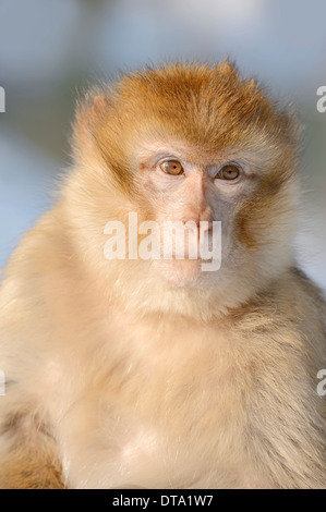 Macaque de Barbarie (Macaca sylvanus) en hiver, originaire d'Algérie, le Maroc et Gibraltar, captive, Allemagne Banque D'Images