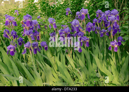 Hauteur moyenne Iris (Iris barbata-media hybride), Provence, Sud de France, France Banque D'Images