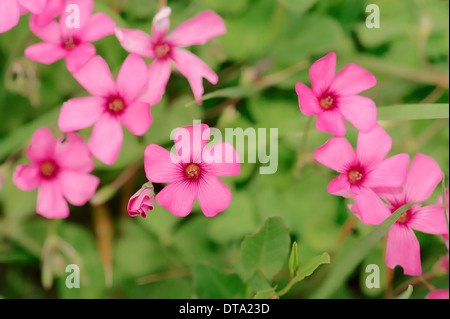 Moss Phlox ou Creeping Phlox (Phlox subulata), fleurs, Provence, Sud de France, France Banque D'Images