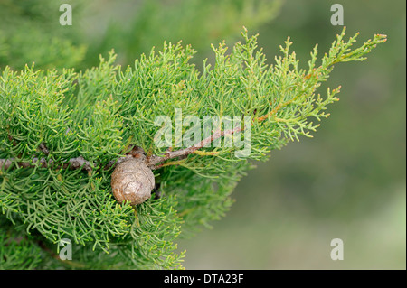 Cyprès méditerranéen ou Crayon Pin (Cupressus sempervirens), de la direction générale avec les cônes, Provence, Sud de France, France Banque D'Images