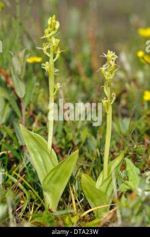 Deux fen orchidées - Liparis loeselii Kenfig Dunes Banque D'Images