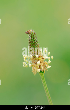 Plantain lancéole (Plantago lanceolata), fleur, Provence, Sud de France, France Banque D'Images