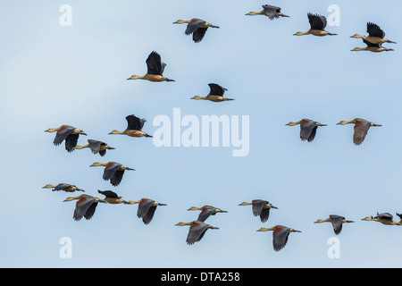 Groupe de moindre sifflement (Dendrocygna javanica) Canards en vol, parc national de Keoladeo, Rajasthan, Inde Banque D'Images