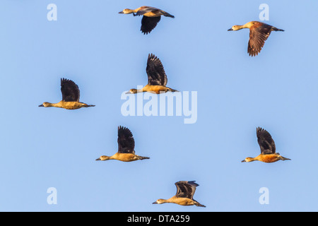 Groupe de moindre sifflement (Dendrocygna javanica) Canards en vol, parc national de Keoladeo, Rajasthan, Inde Banque D'Images