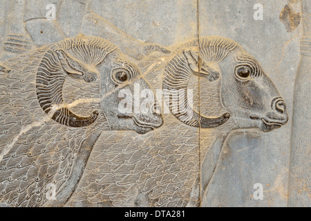 Délégation bas-relief, Palais Apadana, ancienne ville de Persépolis, UNESCO World Heritage Site, près de Shiraz, la province du Fars, Iran Banque D'Images