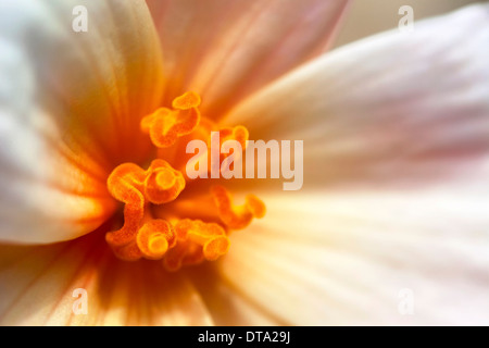 Bégonia (Begonia), fleur, macro shot Banque D'Images