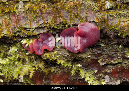 Jellydisc pourpre (Ascocoryne sarcoïdes), les champignons, les organes de fructification Banque D'Images