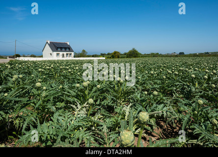 L'artichaut (Cynara cardunculus), un champ d'artichauts et une ferme, Cleder, Bretagne, France Banque D'Images