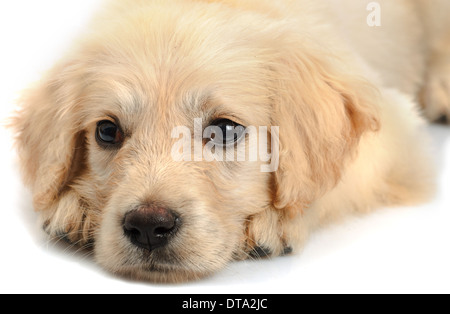 Museau du chiot Golden Retriever close up isolé sur fond blanc Banque D'Images