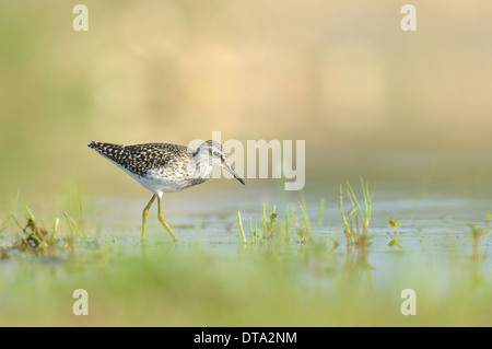 Le chevalier sylvain (Tringa glareola) se nourrissent dans une ancienne gravière, Saxe, Allemagne Banque D'Images