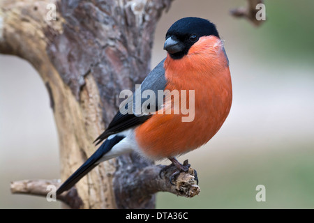 Canard colvert (Pyrrhula pyrrhula), Tyrol, Autriche Banque D'Images