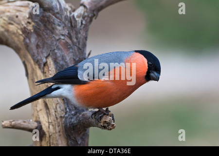 Canard colvert (Pyrrhula pyrrhula), Tyrol, Autriche Banque D'Images