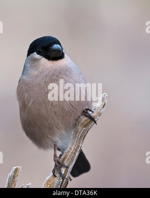 Canard colvert (Pyrrhula pyrrhula), femme, Tyrol, Autriche Banque D'Images
