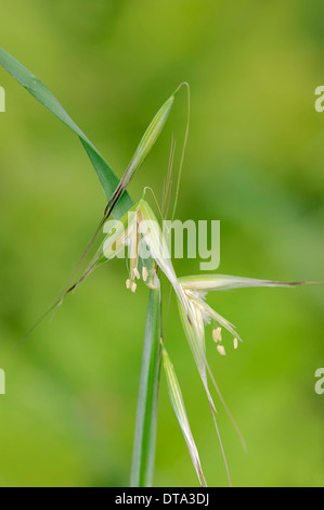 L'avoine l'avoine stérile ou d'animation (Avena sterilis), fleurs, Provence, Sud de France, France Banque D'Images