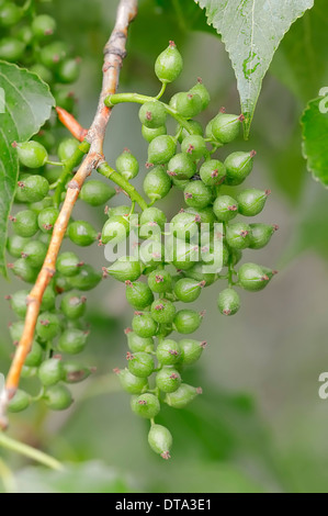 Le peuplier hybride canadien ou le Peuplier noir (Populus x canadensis, Populus x euramericana), fruits, Provence, Sud de France, France Banque D'Images