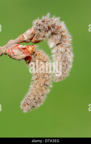 Gray le peuplier (Populus canescens), les fleurs mâles, Rhénanie du Nord-Westphalie, Allemagne Banque D'Images