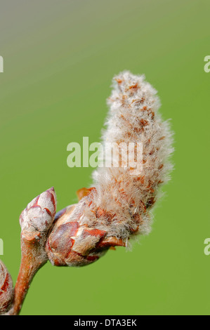 Gray le peuplier (Populus canescens), fleur mâle, Rhénanie du Nord-Westphalie, Allemagne Banque D'Images