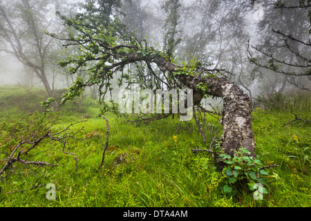 Bouleau pubescent (Betula pubescens) dans le brouillard, Hardangervidda, Hordaland, Norvège Banque D'Images