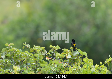 Yellow Bishop - évêque à croupion jaune (Euplectes capensis) mâle perché sur un buisson Soysambu Sanctuary - Kenya - Afrique de l'Est Banque D'Images