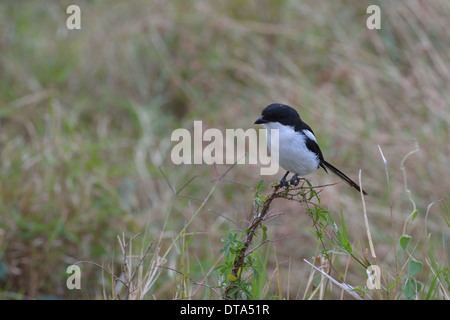 Le sud de l'exercice - exercice commun migratrice (Lanius collaris) perché sur un arbuste Masai Mara - Kenya - Afrique de l'Est Banque D'Images