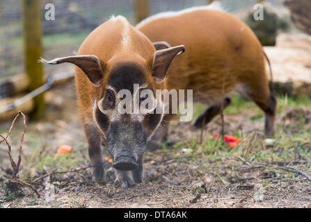 Bristol, Royaume-Uni. Feb 13, 2014. Porcs La Rivière Rouge frères Ekunu et Mito explorer leur boîtier pour la première fois à la nature du projet Lieu à Bristol. La paire ont récemment déménagé du Zoo d'Édimbourg pour faire partie de l'exposition Congo Secret. 13 février 2014 Crédit : Adam Gasson/Alamy Live News Banque D'Images