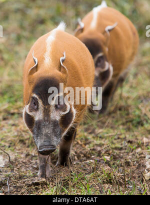 Bristol, Royaume-Uni. Feb 13, 2014. Porcs La Rivière Rouge frères Ekunu et Mito explorer leur boîtier pour la première fois à la nature du projet Lieu à Bristol. La paire ont récemment déménagé du Zoo d'Édimbourg pour faire partie de l'exposition Congo Secret. 13 février 2014 Crédit : Adam Gasson/Alamy Live News Banque D'Images