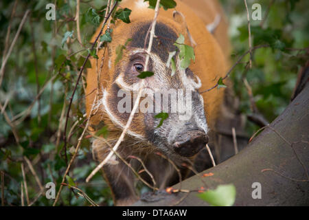 Bristol, Royaume-Uni. Feb 13, 2014. Porcs La Rivière Rouge frères Ekunu et Mito explorer leur boîtier pour la première fois à la nature du projet Lieu à Bristol. La paire ont récemment déménagé du Zoo d'Édimbourg pour faire partie de l'exposition Congo Secret. 13 février 2014 Crédit : Adam Gasson/Alamy Live News Banque D'Images