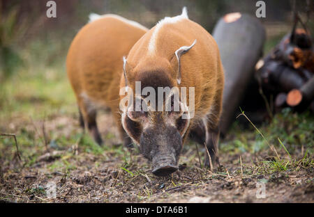 Bristol, Royaume-Uni. Feb 13, 2014. Porcs La Rivière Rouge frères Ekunu et Mito explorer leur boîtier pour la première fois à la nature du projet Lieu à Bristol. La paire ont récemment déménagé du Zoo d'Édimbourg pour faire partie de l'exposition Congo Secret. 13 février 2014 Crédit : Adam Gasson/Alamy Live News Banque D'Images