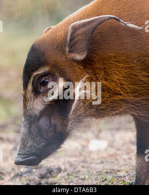 Bristol, Royaume-Uni. Feb 13, 2014. Porcs La Rivière Rouge frères Ekunu et Mito explorer leur boîtier pour la première fois à la nature du projet Lieu à Bristol. La paire ont récemment déménagé du Zoo d'Édimbourg pour faire partie de l'exposition Congo Secret. 13 février 2014 Crédit : Adam Gasson/Alamy Live News Banque D'Images