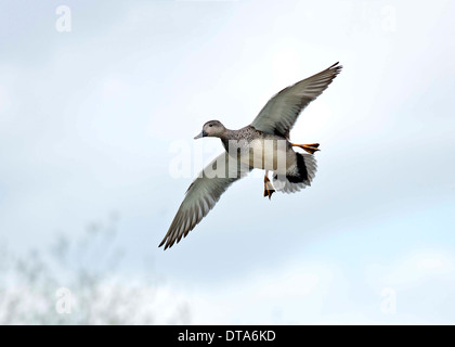 Fun pour adultes in flight against a blue sky Banque D'Images