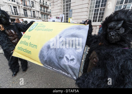 Pall Mall, London, UK. 13 février 2014. Pour les éléphants d'Action UK et Care for the Wild a tenu une manifestation devant le Sommet international de commerce illicite d'espèces sauvages à Lancaster House, centre de Londres. Le sommet est réuni au plus haut niveau de leaders internationaux à ce jour. Credit : Lee Thomas/Alamy Live News Banque D'Images